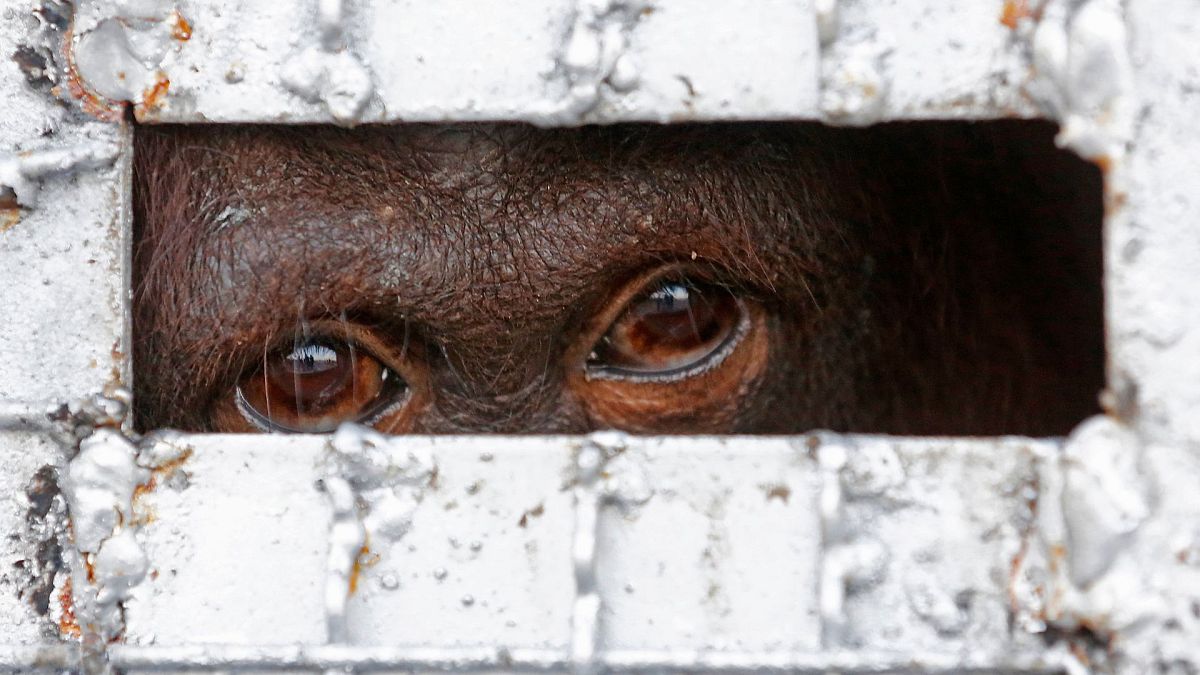 An orangutan waits in a cage to be sent back to Indonesia following a sting operation against a suspected wildlife trafficking ring in Bangkok, Thailand, 12 November 2015.