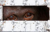 An orangutan waits in a cage to be sent back to Indonesia following a sting operation against a suspected wildlife trafficking ring in Bangkok, Thailand, 12 November 2015.