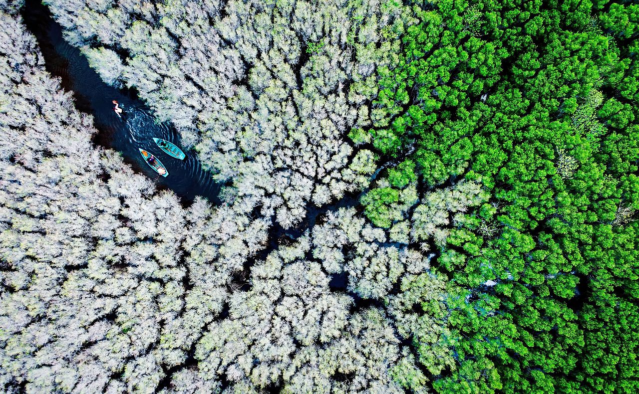 Bau Ca Cai Mangrove Forests