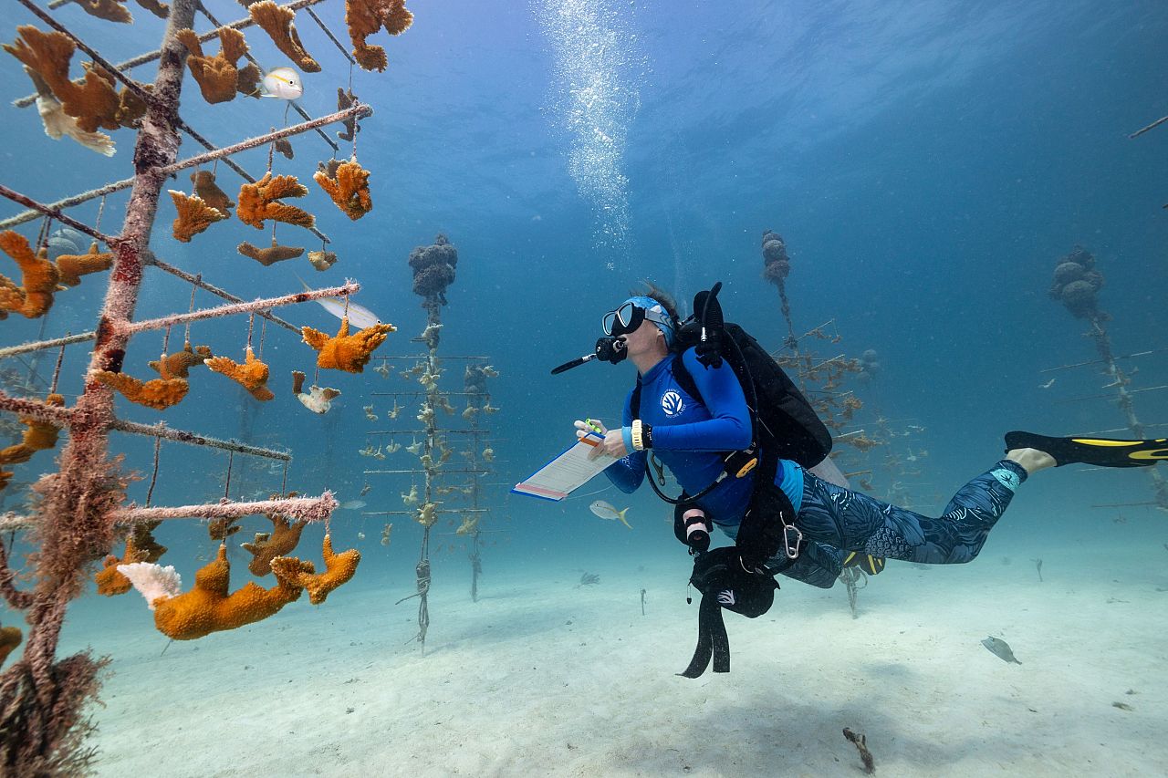 Corals for the Future.