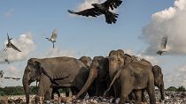 This shortlisted photo depicts a manmade disaster that is hurting elephants in Sri Lanka.