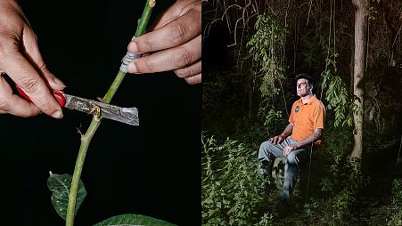 Part of the winning series 'Tropicalia', this photo shows mango shoots being prepared by a farmer who has shifted from citrus to tropical fruit growing due to climate change.