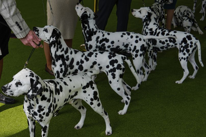 Dalmatians wait to compete in breed group judging at the 148th Westminster Kennel Club Dog show, Monday, May 13, 2024