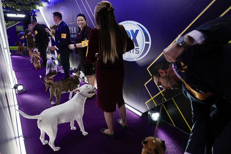 Dogs and their handlers line up before the terrier group competition at the 148th Westminster Kennel Club dog show Tuesday, May 14, 2024