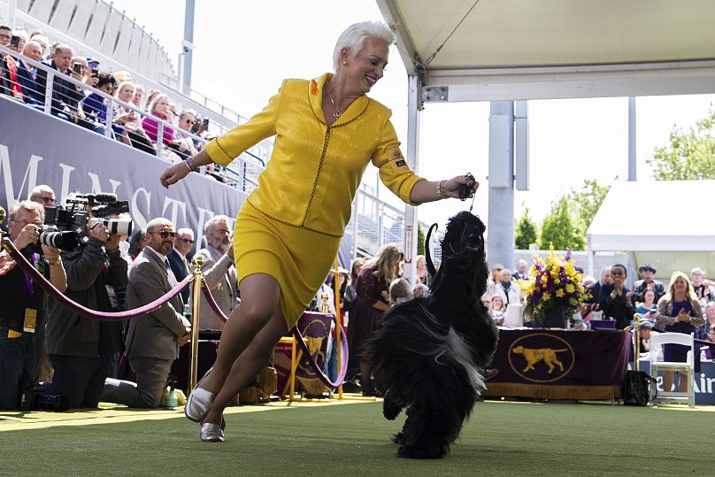 Handler Alicia Jones runs with Afghan Hound Louis during breed group judging at the 148th Westminster Kennel Club Dog show, Monday, May 13, 2024