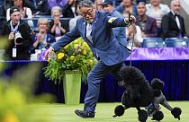 Sage, a miniature poodle, competes in the best in show competition during the 148th Westminster Kennel Club
