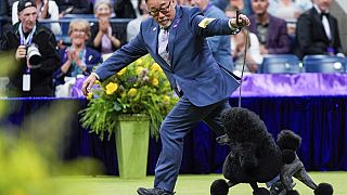 Sage, a miniature poodle, competes in the best in show competition during the 148th Westminster Kennel Club