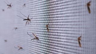 Mosquitos infectados com dengue.