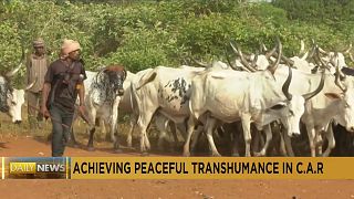 Centrafrique : conférence pour une transhumance pacifique