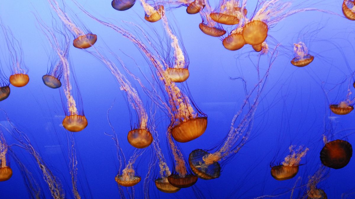 Les méduses pourraient bénéficier du réchauffement des eaux océaniques. 