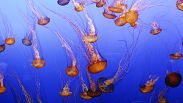 Las medusas podrían beneficiarse del calentamiento de las aguas oceánicas. 