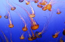 Las medusas podrían beneficiarse del calentamiento de las aguas oceánicas. 