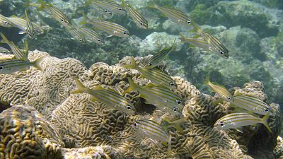 Fish swim next to a coral reef at Cayo de Agua in archipelago Los Roques, Venezuela. 30 August, 2008