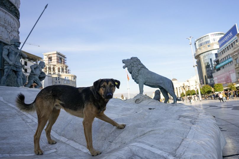 A dog plays on the monument of the "Warrior on a Horse", in downtown Skopje, November 2023