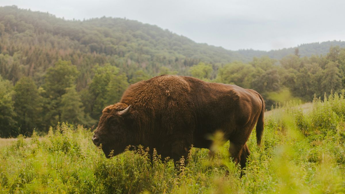 Rewilding: How a herd of bison reintroduced to Romania is helping ‘supercharge’ carbon removal thumbnail