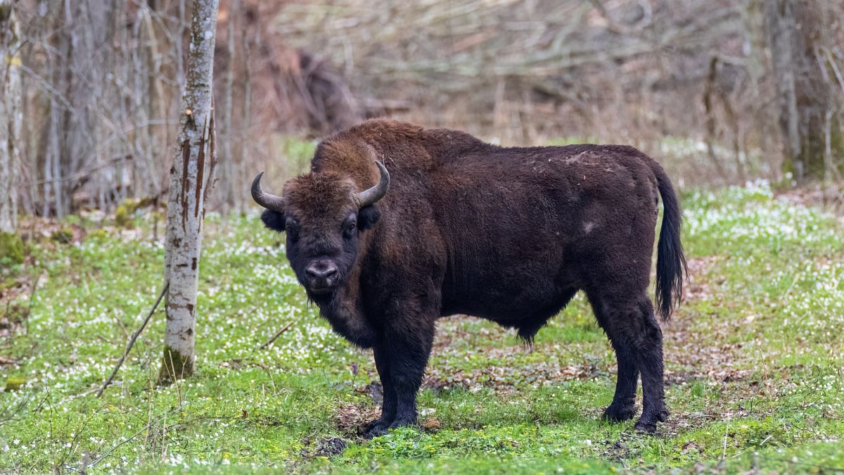 Rewilding: How a herd of bison reintroduced to Romania is helping ...