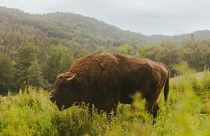 Bison were reintroduced to Romania after being gone for 200 years. 