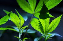 Cannabis clones are displayed for customers at Home Grown Apothecary in Oregon.