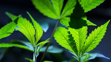 Cannabis clones are displayed for customers at Home Grown Apothecary in Oregon.