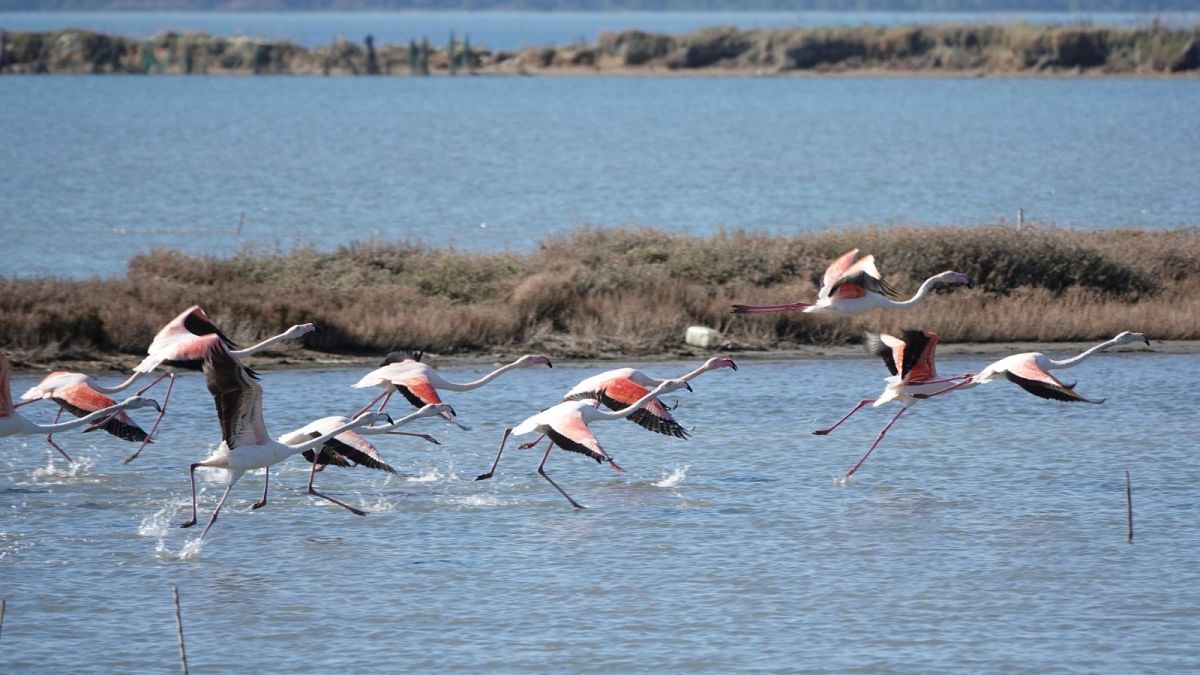 Flamingos in the Nartë Lagoon on the Adriatic Flyway - a major migration route between Europe and Africa