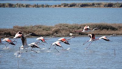 Flamingos in the Nartë Lagoon on the Adriatic Flyway - a major migration route between Europe and Africa
