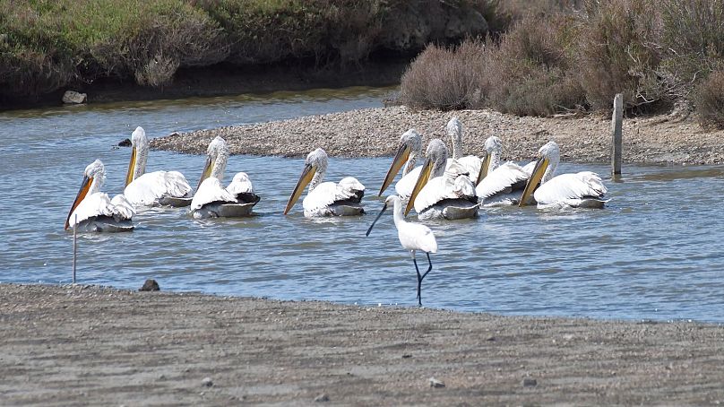 Pelicans in the Vjosa Delta.