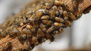 World Bee Day: Kenyan beekeepers struggle against mounting odds