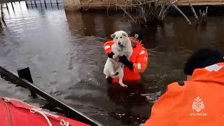 Un volontario dei servizi di emergenza russi mette in salvo un cane 