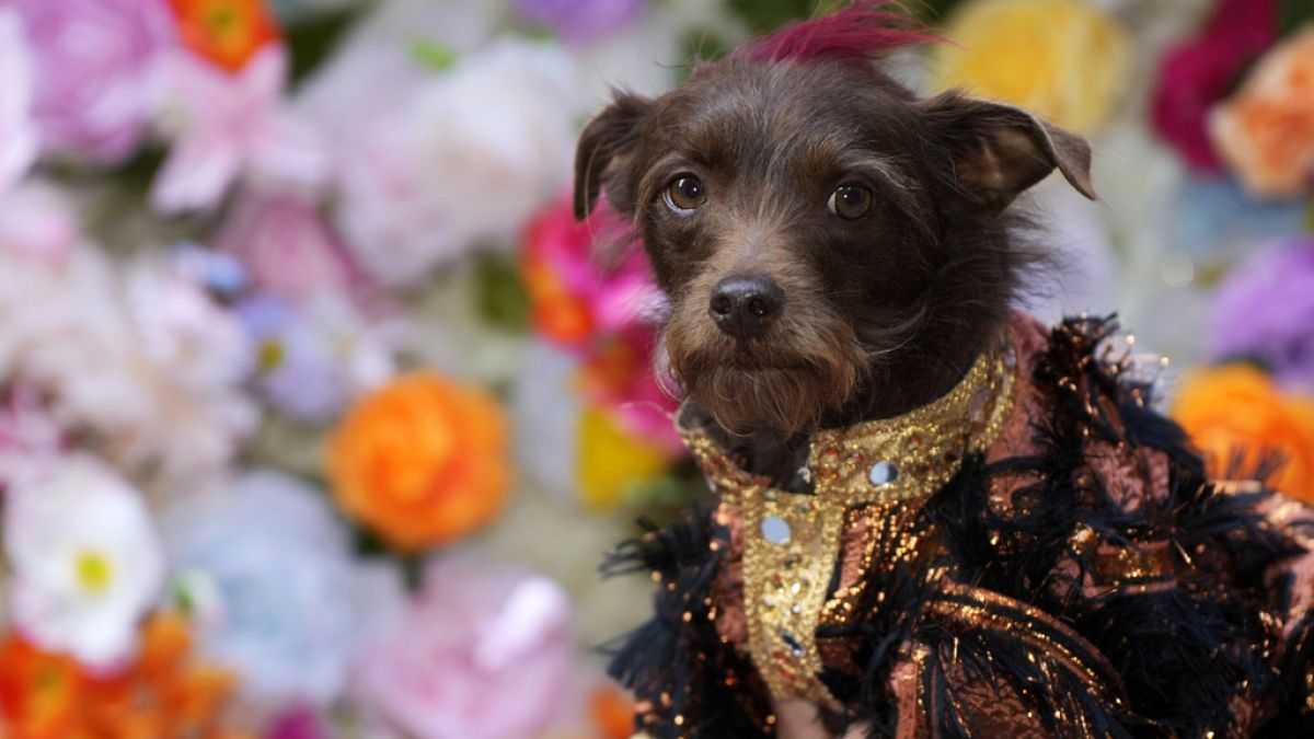 In pictures: Adorable designer dogs strut their stuff at the Pet Gala thumbnail