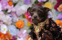 At the Pet Gala, fashion goes to the dogs