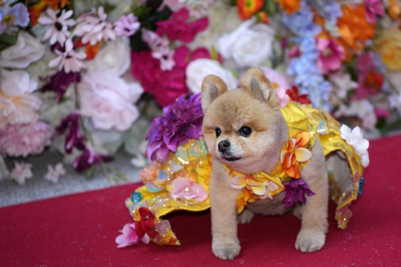 A dog and model attend the Pet Gala fashion show at AKC Museum of The Dog on Monday, 20 May 2024, in New York.