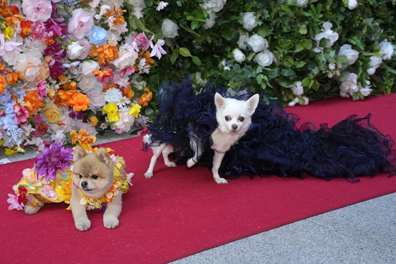 Two dogs attend the Pet Gala fashion show at AKC Museum of The Dog on Monday, 20 May 2024, in New York.