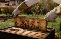 Beekeepers are having to radically rethink traditions and conventional cycles of foraging and honey collection. 