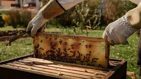 Beekeepers are having to radically rethink traditions and conventional cycles of foraging and honey collection. 