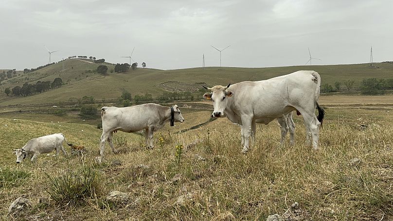 Vacas pastam em Vizzini, província de Catânia.