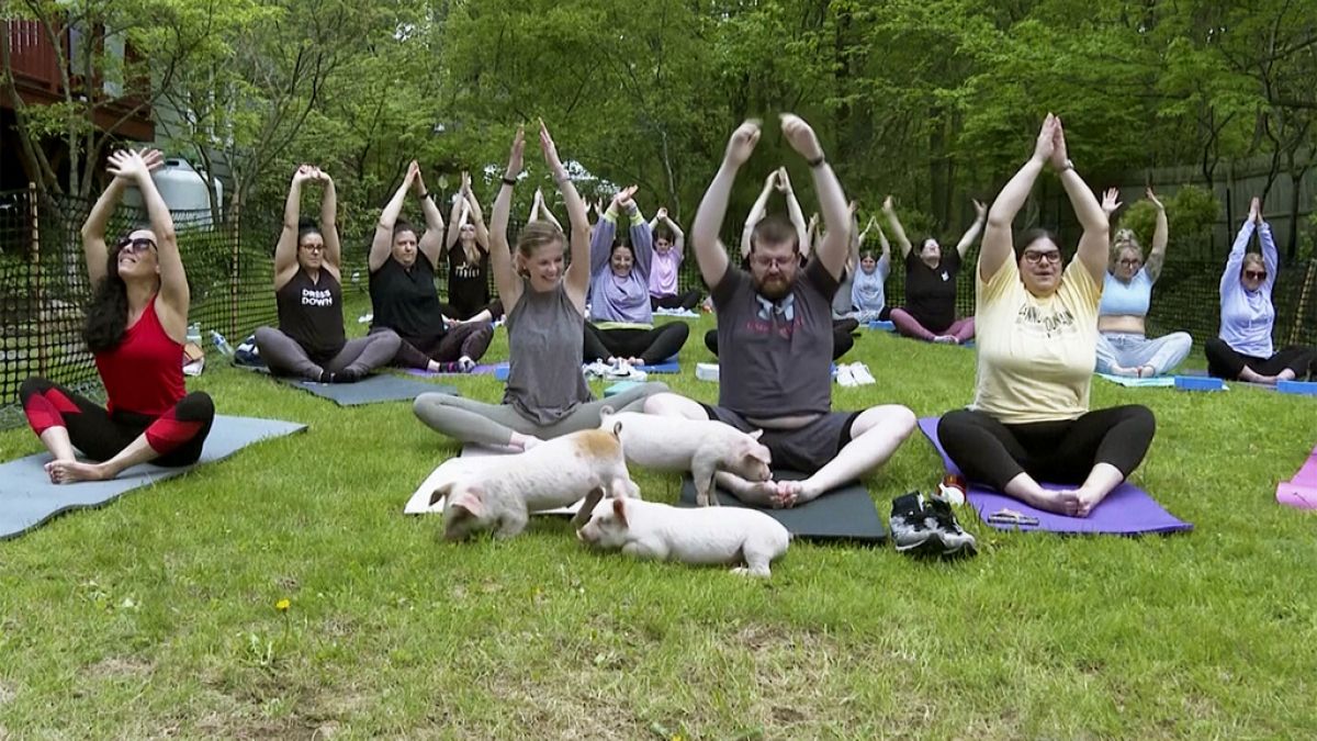 WATCH: Find balance and joy in yoga with Animals! thumbnail