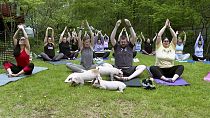 Clase de yoga para cerdos en Massachusetts, Estados Unidos. 