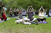 Dans cette image tirée d'une vidéo, des porcelets interagissent avec des participants à un cours de yoga, le vendredi 17 mai 2024, à Spencer, dans le Massachusetts
