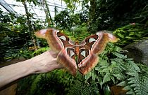 Тропическая бабочка в альпийской оранжерее