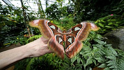 Тропическая бабочка в альпийской оранжерее
