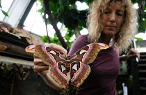 Ornithologist Francesca Rossi holds a newborn female Attacus lorquinii at the greenhouse of the Museo delle Scienze .