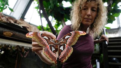 Ornithologist Francesca Rossi holds a newborn female Attacus lorquinii at the greenhouse of the Museo delle Scienze .