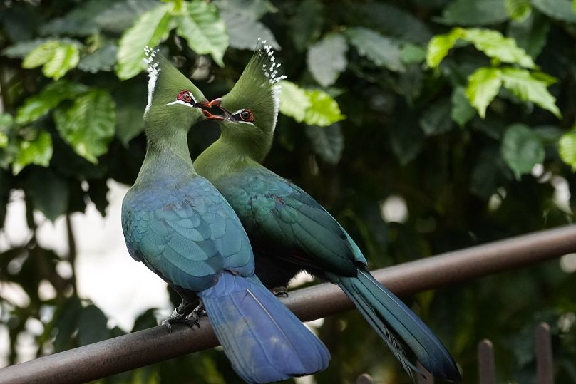 The male of a Tauraco livingstonii, a species of bird, is feeding the female to strengthen the couple's bond at the greenhouse of the Museo delle Scienze.