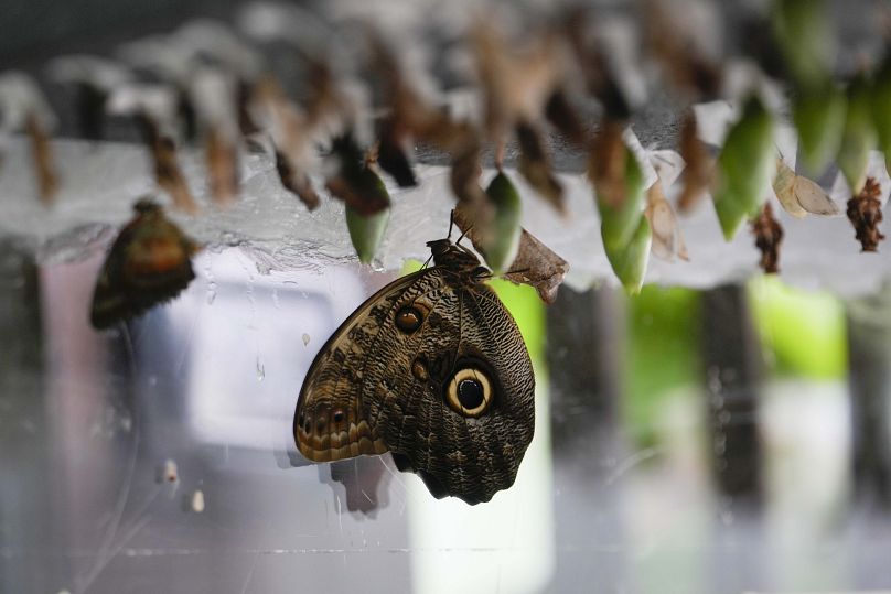 A butterfly nursery with chrysalises of different species is displayed at the greenhouse of the Museo delle Scienze.