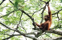 In the latest example of animal diplomacy, Malaysia plans to give orangutans to trading partners including the EU, India and China. 