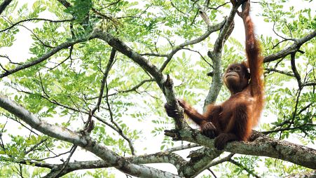  In the latest example of animal diplomacy, Malaysia plans to give orangutans to trading partners including the EU, India and China. 