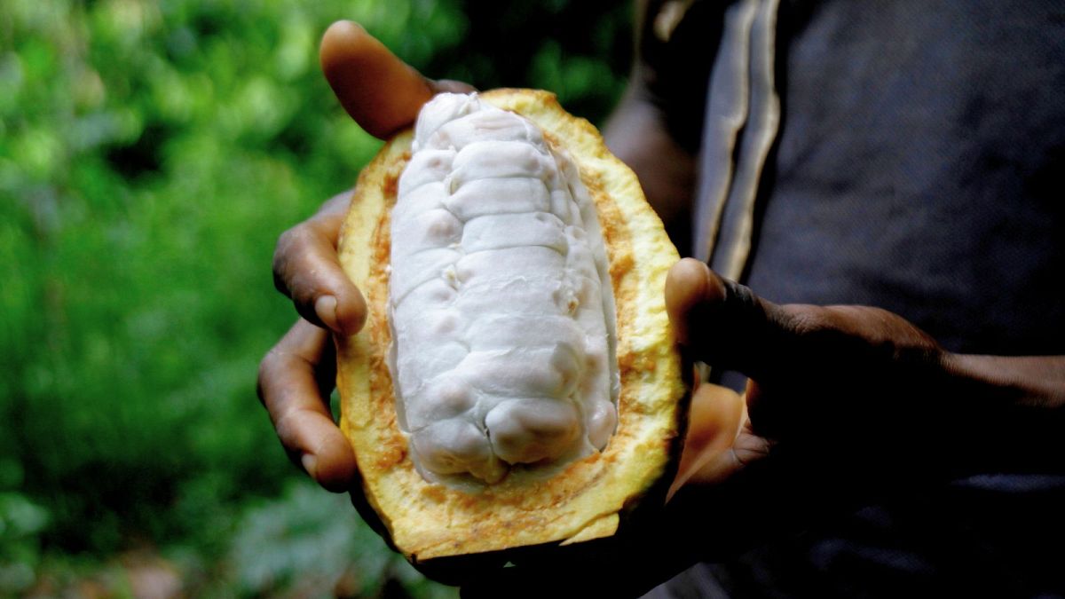 Los científicos descubren que las cáscaras de las vainas de cacao también pueden ser una parte valiosa del chocolate.