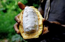 Los científicos descubren que las cáscaras de las vainas de cacao también pueden ser una parte valiosa del chocolate.