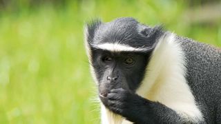 West African Roloway monkeys, one of the most endangered species arrive UK Zoo 