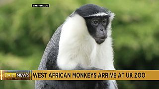 Des singes d'Afrique de l'Ouest en Grande Bretagne